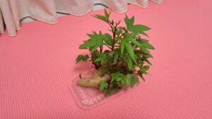 客廳裡的叢林 2