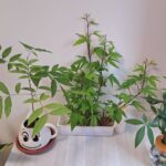客廳裡的叢林 4