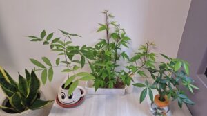 客廳裡的叢林 4